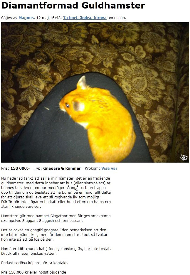 Diamantformad Guldhamster