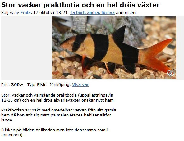 Stor vacker praktbotia och en hel drös..