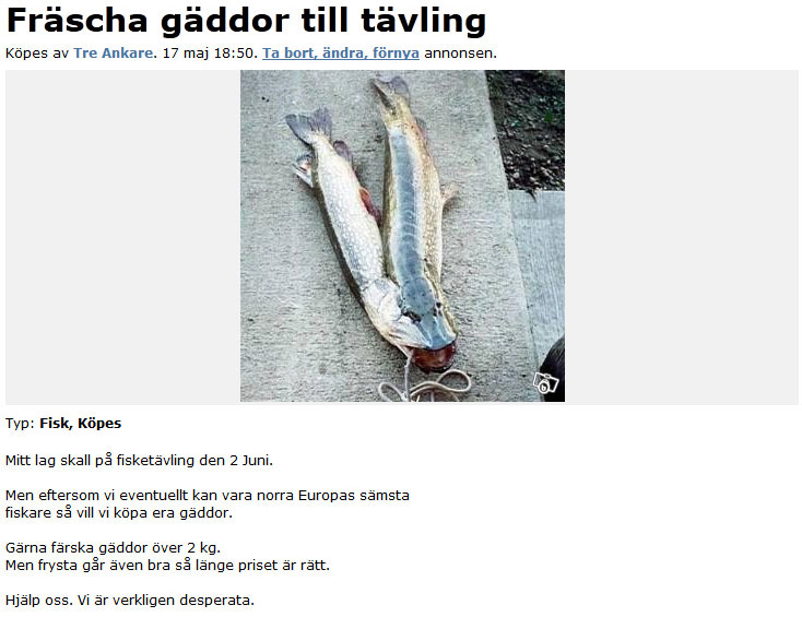 Fräscha gäddor till tävling