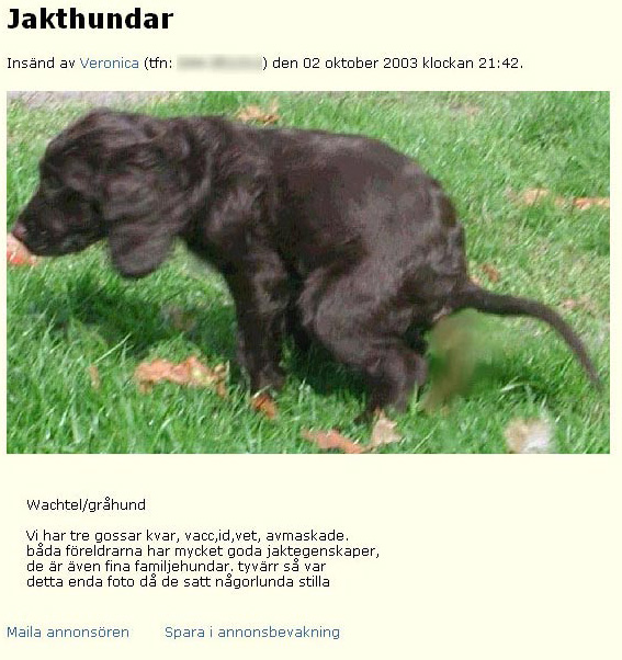 Jakthundar