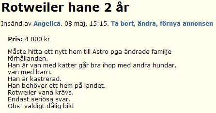 Rotweiler hane 2 år