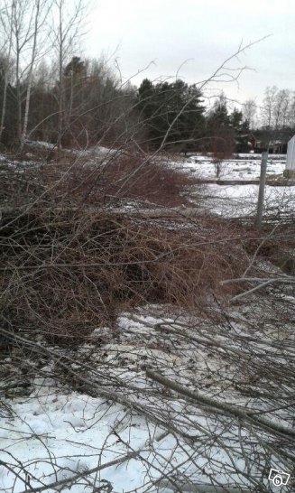 Nykapade grenar bortskänkes