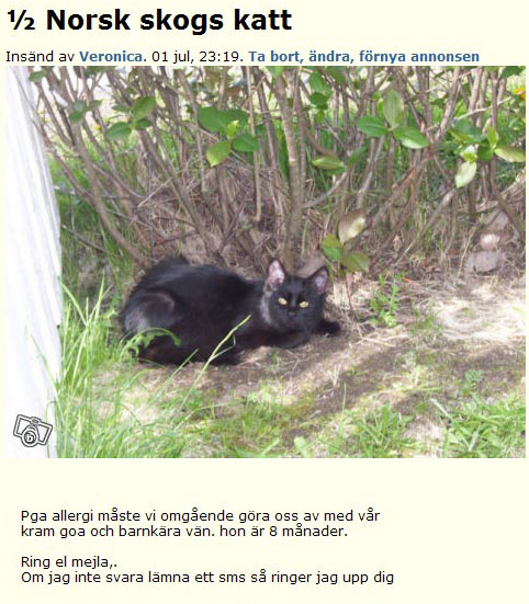 ½ Norsk skogs katt
