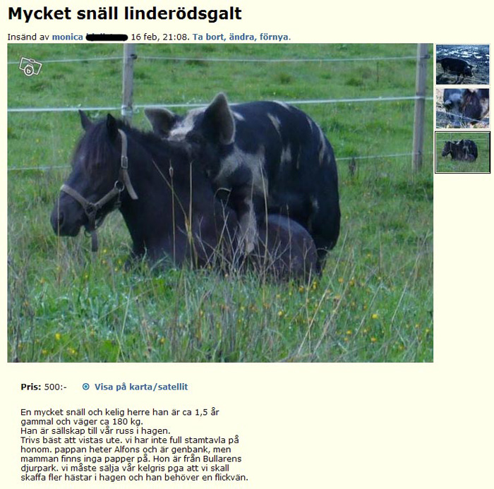 Mycket snäll linderödsgalt
