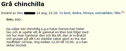 Grå chinchilla