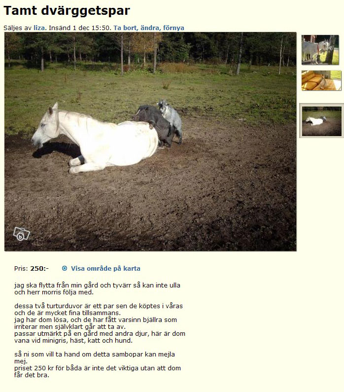 Tamt dvärggetpar