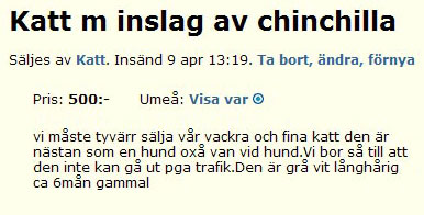 Katt m inslag av chinchilla