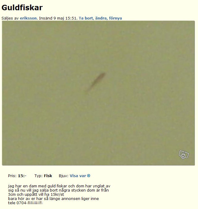 Guldfiskar