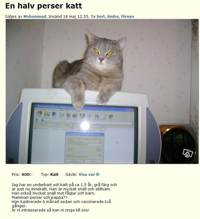 En halv perser katt
