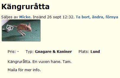Kängruråtta