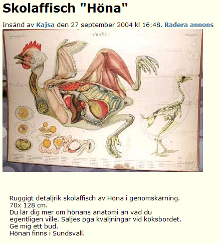 Skolaffisch &#34;Höna&#34;