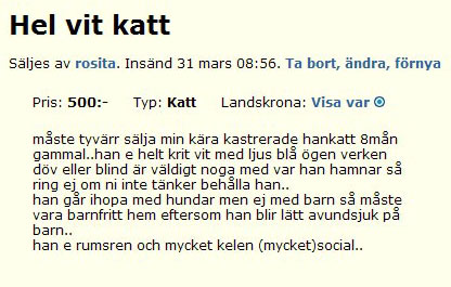 Hel vit katt