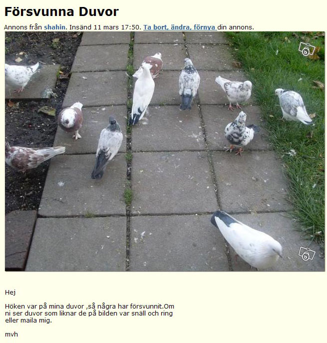 Försvunna Duvor